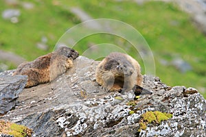 Two marmot sitting on a rock in Fagaras Mountains,Romania.