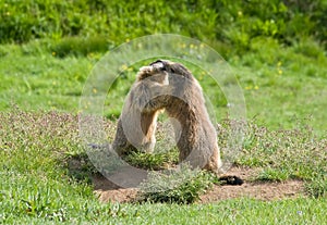 Two marmots photo