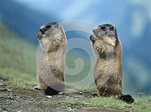 Two Marmots