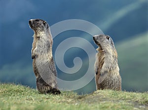 Two Marmots