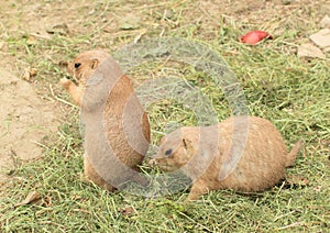 Two marmots