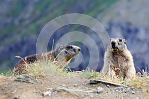 Two marmots