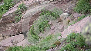 Two marmots fighting at den entrance