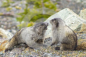 Two marmots fighting in the mountains