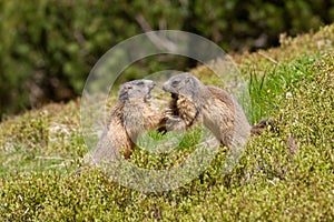 Two marmots fighting for territory