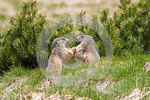 Two marmots fighting for territory