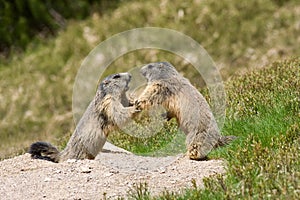 Two marmots fighting for territory