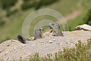 Two marmots fighting for territory