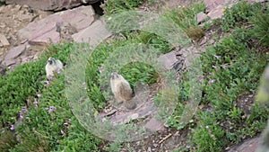 Two marmots foraging on a rocky alpine slope