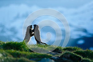 Two marmots in mountain landscape with beautiful back light. Fighting animals Marmot, Marmota marmota, in the grass with nature