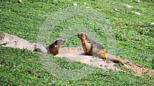 Marmots in Wild