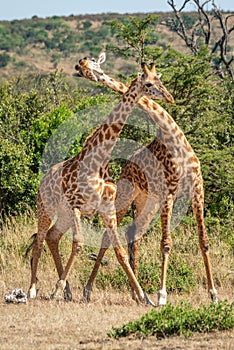 Two Masai giraffe in grassy clearing necking photo