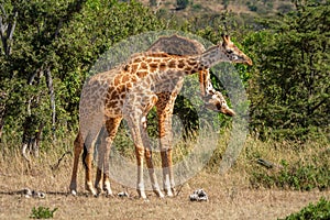 Two Masai giraffe necking in grassy clearing