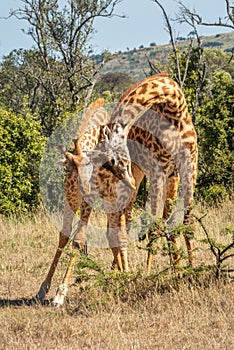 Two Masai giraffe necking in sunlit clearing