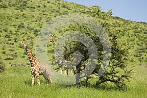 Two Masai Giraffe stair into camera head-on at the Lewa Wildlife Conservancy, North Kenya, Africa