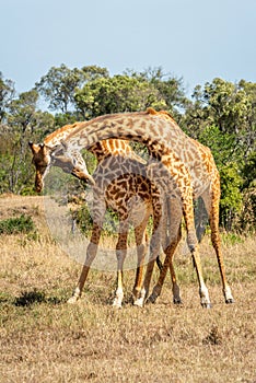 Two Masai giraffe stand necking on grass photo