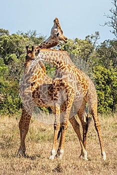 Two Masai giraffe stand necking in grassland