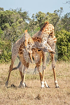 Two Masai giraffe stand necking on grassland