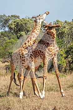 Two Masai giraffe stand necking in savannah photo