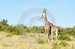 Two Masai giraffes, Giraffa Camelopardalis Tippelskirchii, in Maasai Mara National Reserve, Kenya