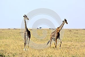 Two Masai giraffes in natural environment