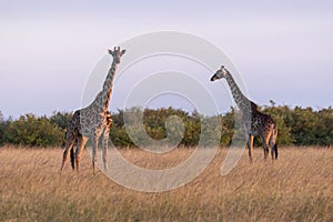 Two Masai giraffes standing in long grass
