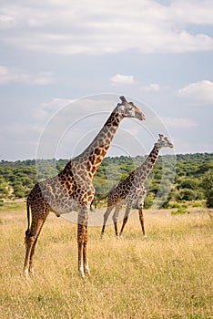 Two masai giraffes in Tarangire National Park