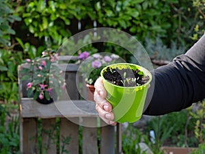 Two masculine hands are holding a pot with seedlings