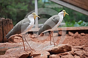 Two Masked Lapwings, Vanellus Miles.