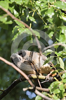 Two Masked Laughingthrush