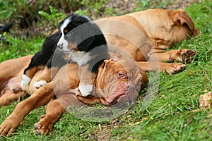 Two mastiffs and pup.