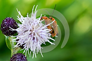 Two mating bugs.