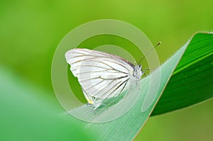 Two mating butterfly