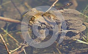 Two mating Common Toads Bufo bufo submerged in the water spawning at the edge of a lake on a sunny spring day.