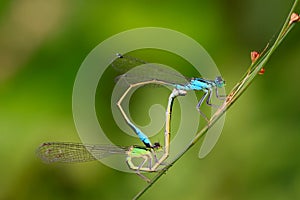 Two mating damselflies
