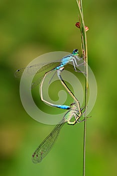Two mating damselflies