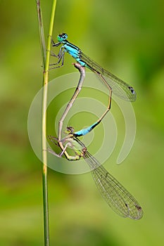 Two mating damselflies