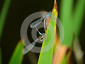 Two mating damselflies