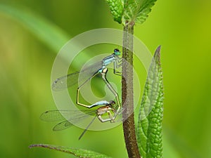 Two mating damselflies