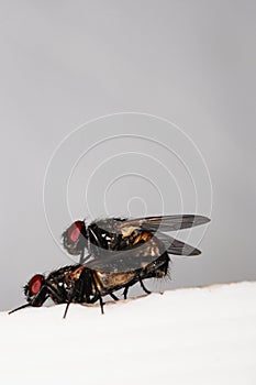 Two mating flies