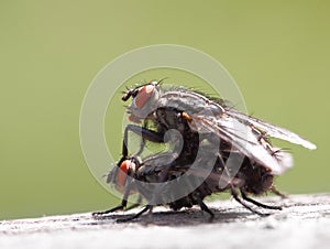 Two mating flies