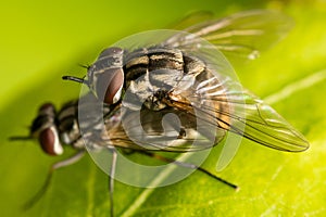 Two Mating Flies - Diptera