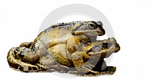 Two mating frogs photo