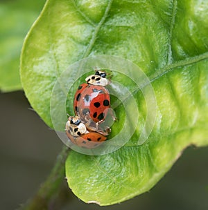 Two Mating Ladybugs on Green Leaf