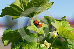 Two mating ladybugs on a green leaf of blackcurrant bush.