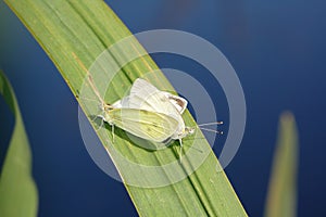 Two mating large cabbage white butterfly Pieris brassicae