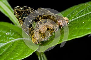 Two mating planthoppers