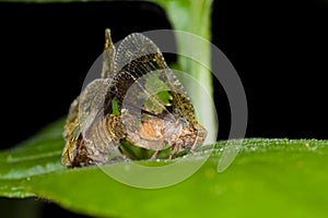 Two mating planthoppers