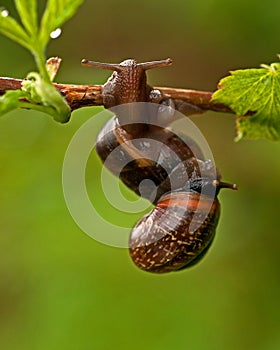 Two mating snail. Arianta arbustorum