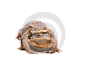 Two mating toads bufo bufo on white background